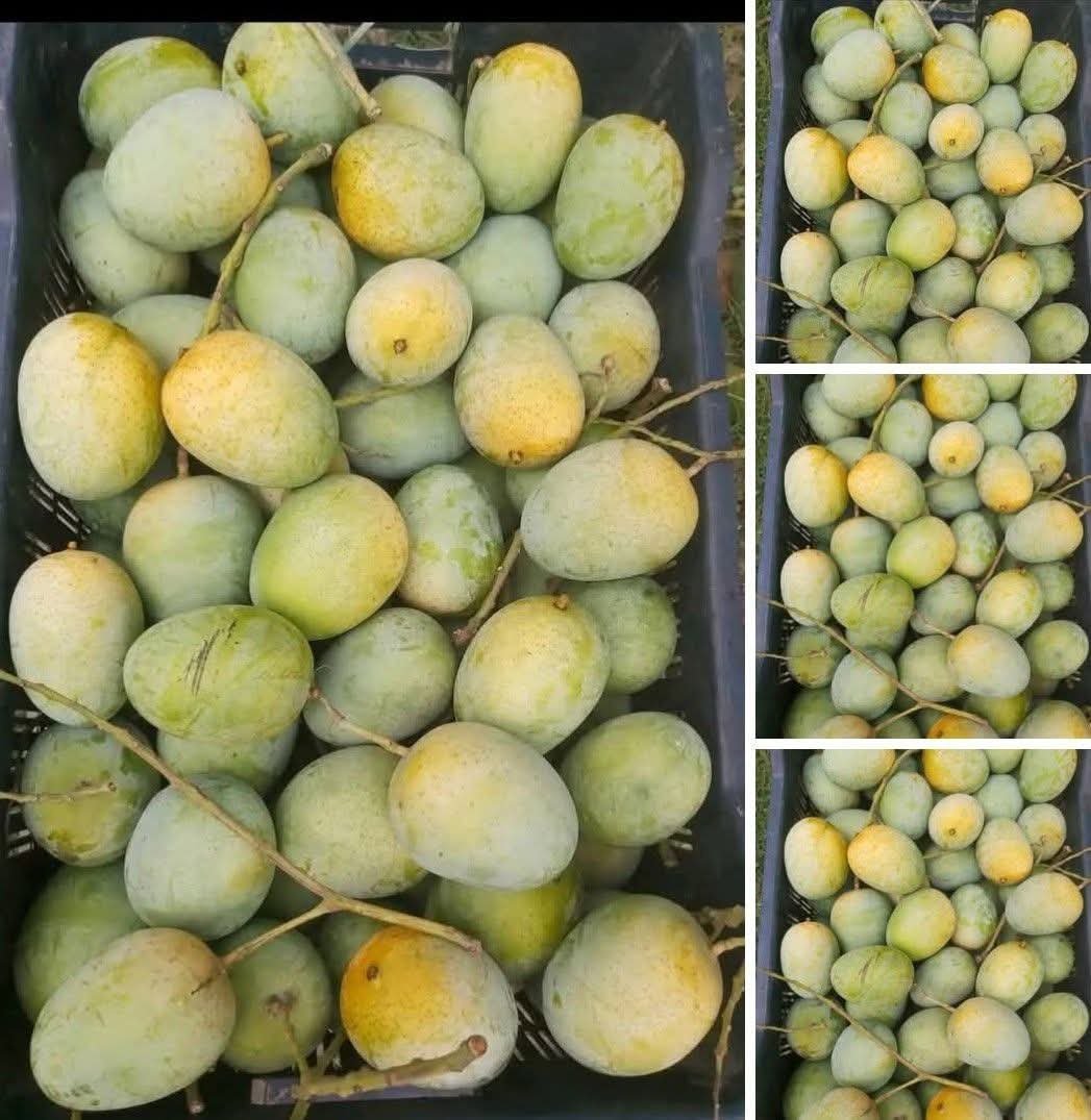 সাতক্ষীরারহিমসাগরআম: প্রকৃতিরসোনালিউপহারএখন Raw Satkhira-তে